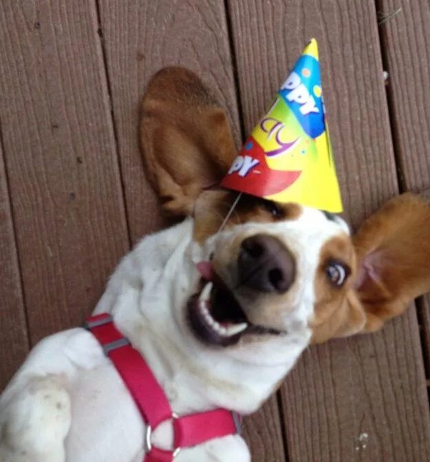 Картинки прикольные животные с днем рождения The 100 Happiest Dog Pictures Of All Time Pretty dogs, Cute beagles, Dog picture