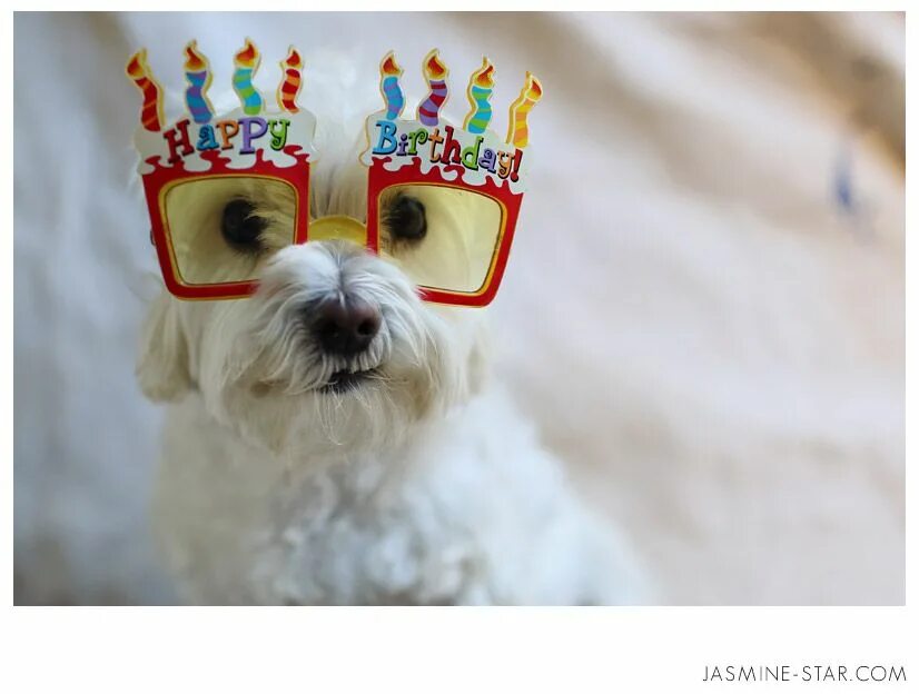 Картинки прикольные животные с днем рождения Happy Birthday Polo! - Jasmine Star Photography Blog Happy birthday pictures, Ha