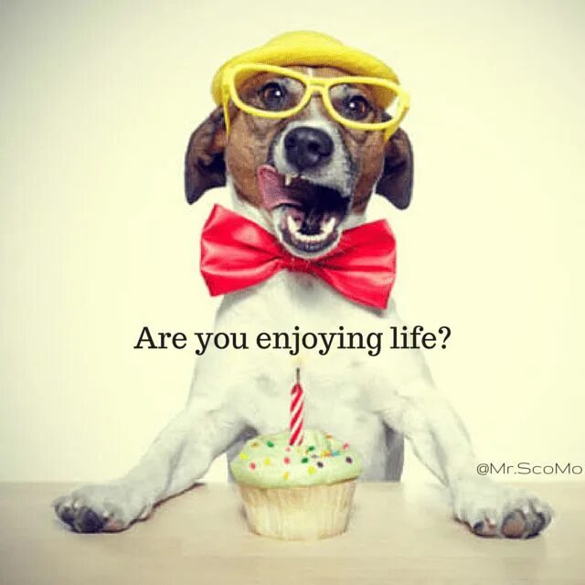 Картинки прикольные животные с днем рождения Mr.ScoMo Instagram Journaling Happy quotes, Motivational words, Motivational pos