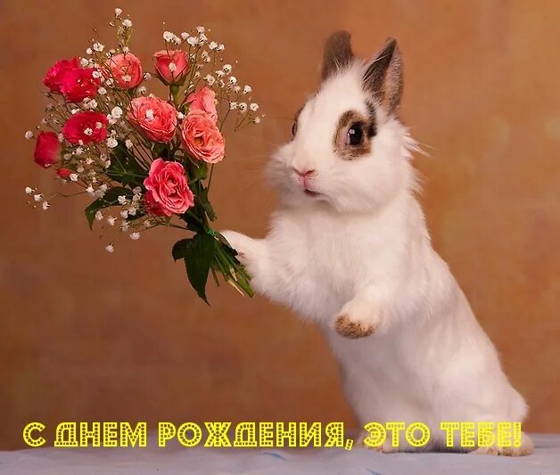 Картинки прикольные животные с днем рождения Прикольные и шуточные поздравления "С Днем Рождения!" для женщин на картинках (3