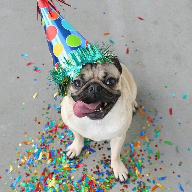 Картинки прикольные животные с днем рождения Pin by Carrie Bohnsack on Oh for Pugs Sake! Birthday pug, Doug the pug, Pugs