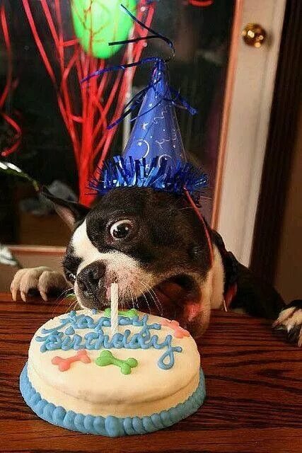 Картинки прикольные животные с днем рождения Pin by Marsha Kaehler on Happy Birthday Cute dogs, Dog birthday, Terrier
