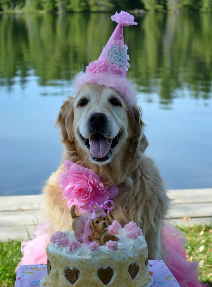 Картинки прикольные животные с днем рождения The cake even has a golden retriever topper! Happy dogs, Puppy obedience trainin