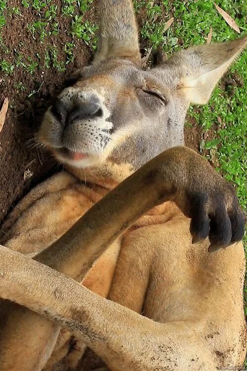 Картинки прикольные животных живые Big red kangaroo talking in his sleep. lol. (gif) Cute animals, Animals wild, An