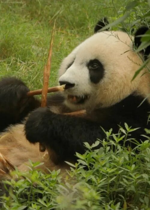 Картинки прикольные животных живые Bamboo Noms Animal gifs, Panda gif, Giant panda