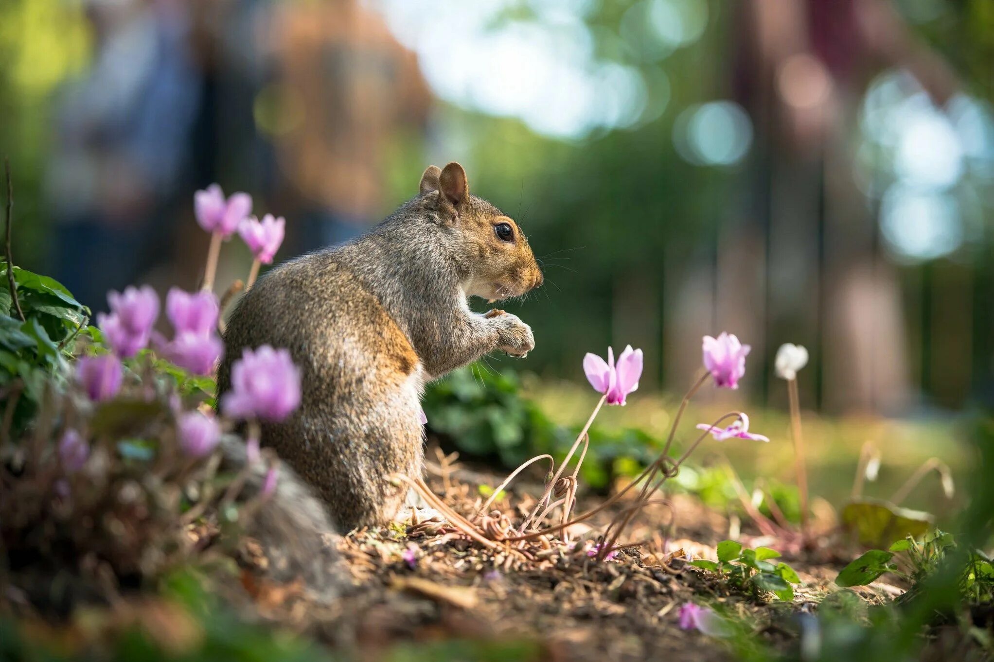 Картинки природа животные бесплатно squirrel pictures for desktop - squirrel category