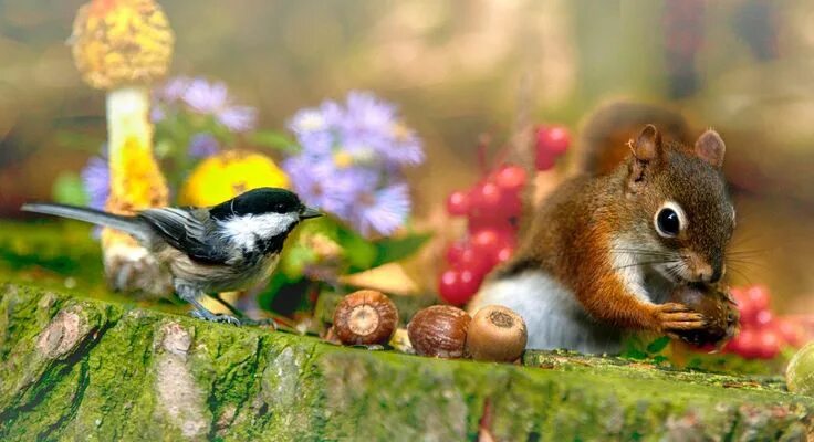Картинки природа животные бесплатно Pin by Thorin Oakenshield by Miki on World Pet birds, Beautiful birds, Animals