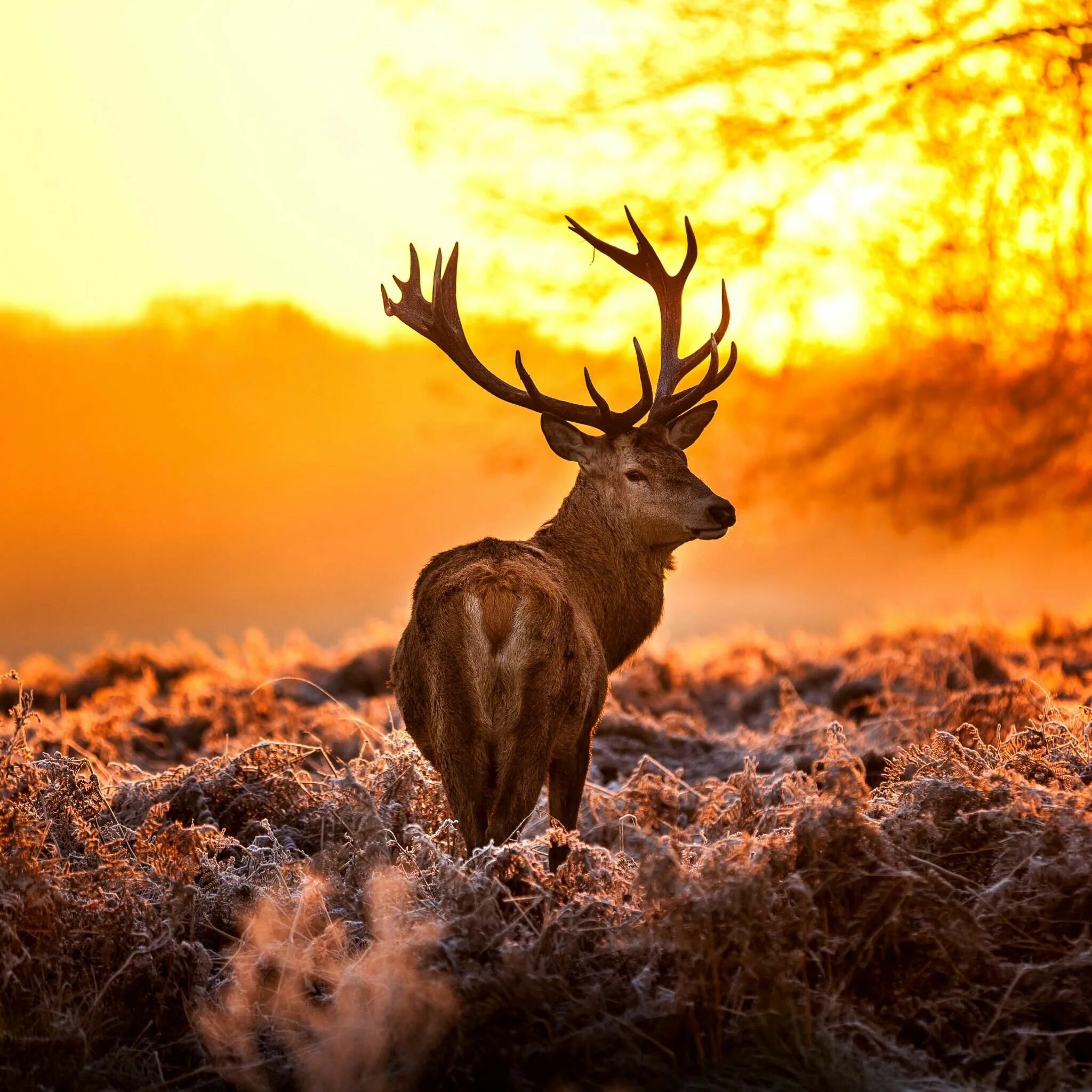 Картинки природа животные бесплатно Beautiful Deer in a Frosty Sunset