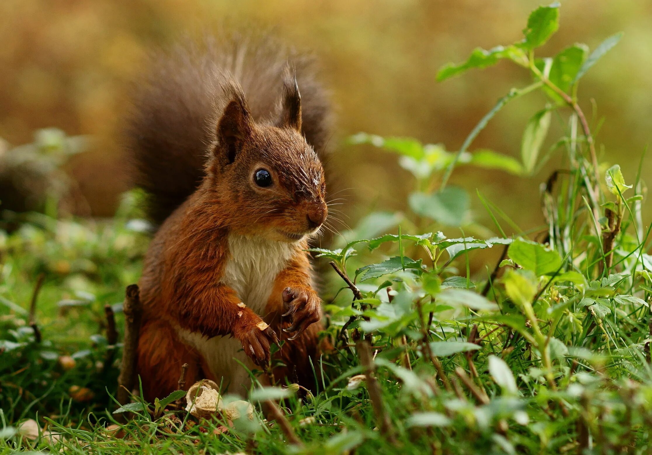 Картинки природа животные скачать 1440x900 resolution brown squirrel, dogs HD wallpaper Wallpaper Flare