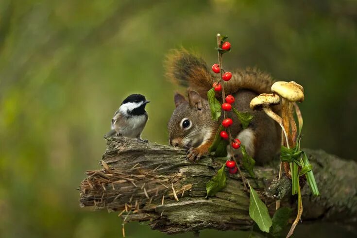 Картинки природа животные скачать GuruShots The World's Greatest Photography Game Pet birds, Small pets, Animal wa