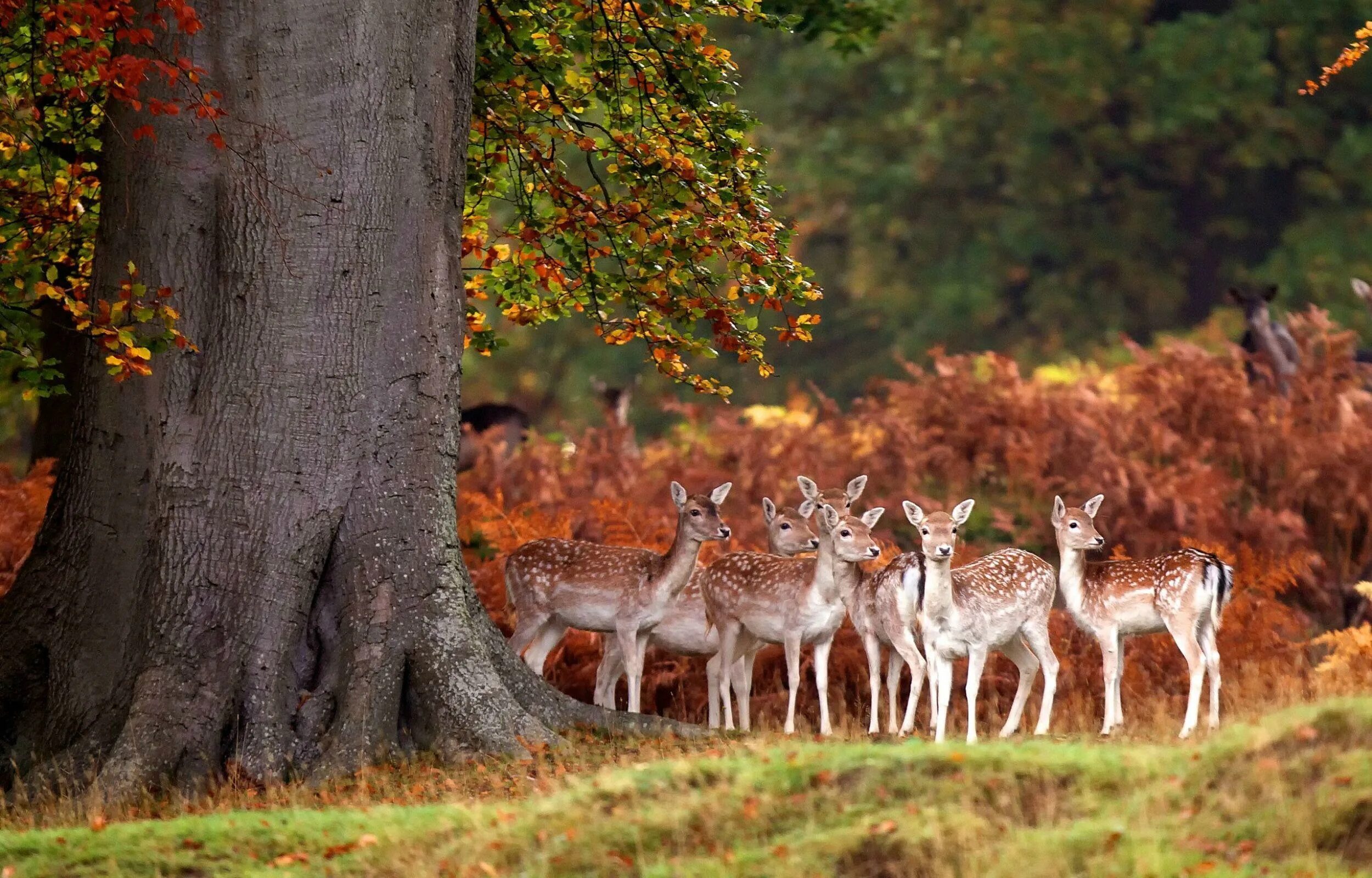 Картинки природа животные скачать Deer Wallpapers APK for Android Download