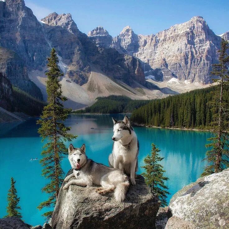 Картинки природа животные скачать A sunny day Who would you take to this @nature spot? Moraine Lake Banff National