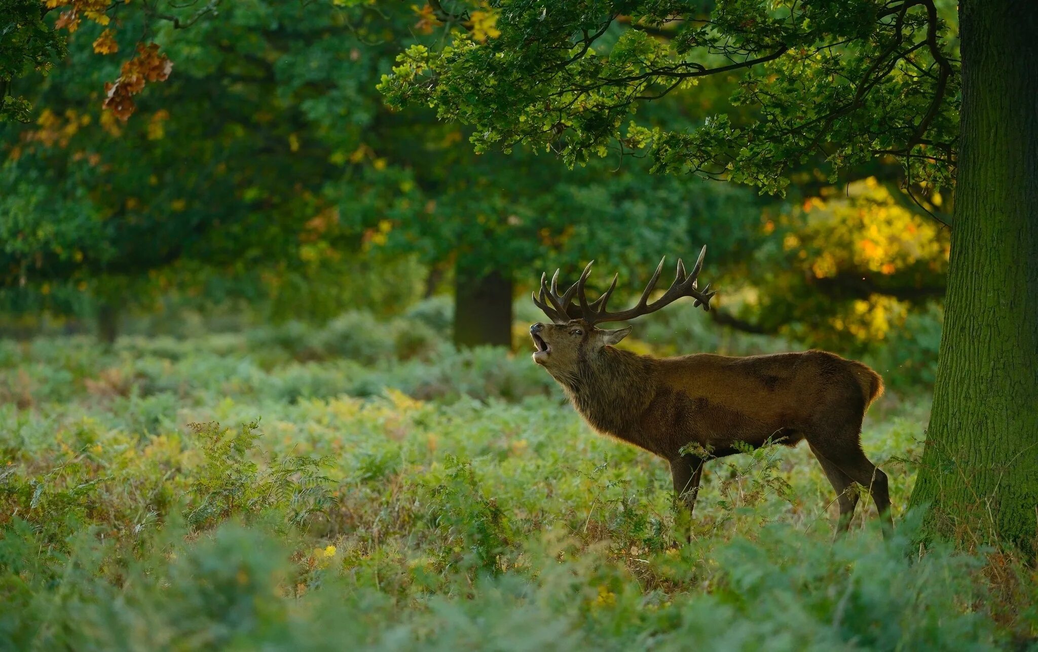 Картинки природа животные скачать Wallpaper : trees, animals, nature, grass, wildlife, mammals, autumn, grassland,