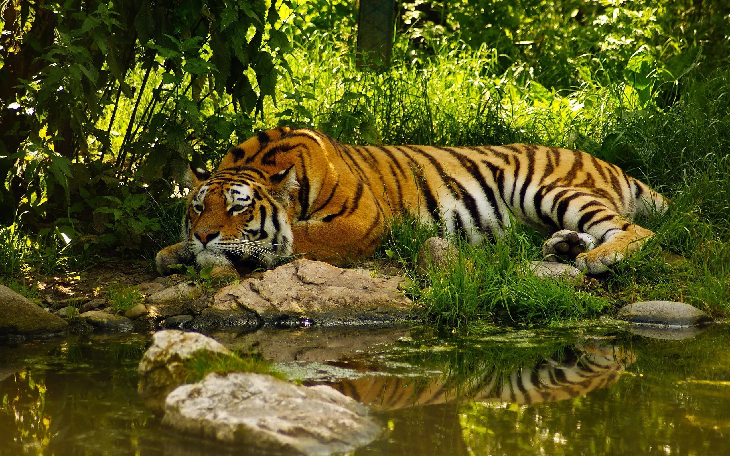 Картинки природа животные скачать Wallpaper : animals, tiger, wildlife, big cats, Zoo, pond, jungle, fauna, cat li