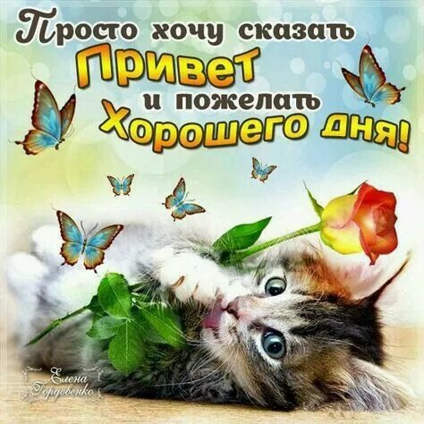Картинки привет хорошего дня с надписью Пин от пользователя anna Власова на доске Доброе утро и вечер Веселые каламбуры,