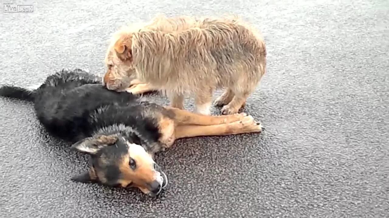 Картинки про животных до слез Un chien n'abandonne jamais son ami.... - YouTube