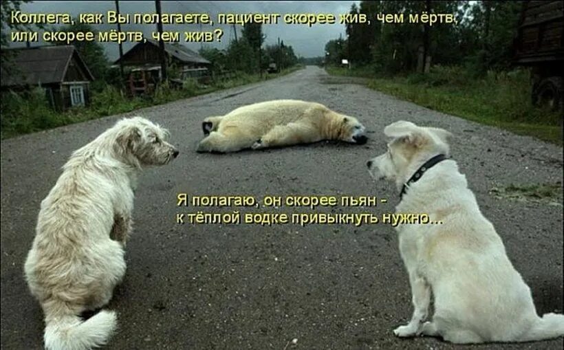 Картинки про животных до слез Прикольные и смешные зверюшки (74 фото) Котопес, Смешные котята, Забавные зверюш