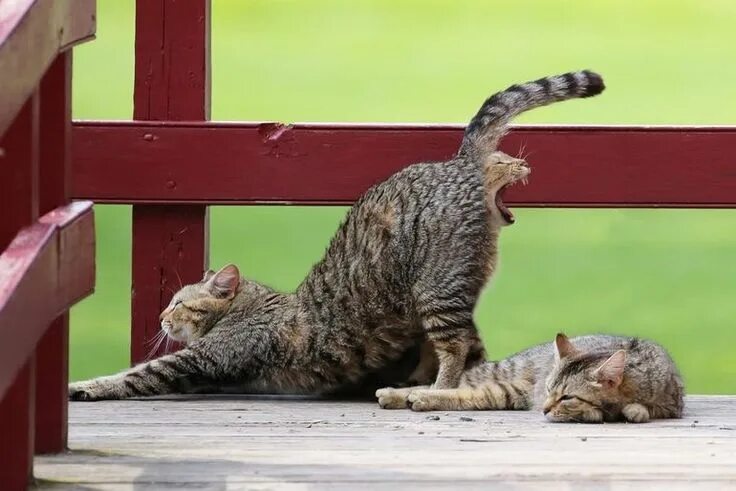 Картинки про животных до слез I’m okay with a two headed cat, but not like that! FuturistSpeaker.com #keynotes