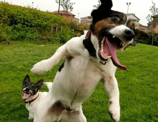 Картинки про животных до слез The 25 Happiest Animals In The World Flying dog, Funny animals, Jack russell