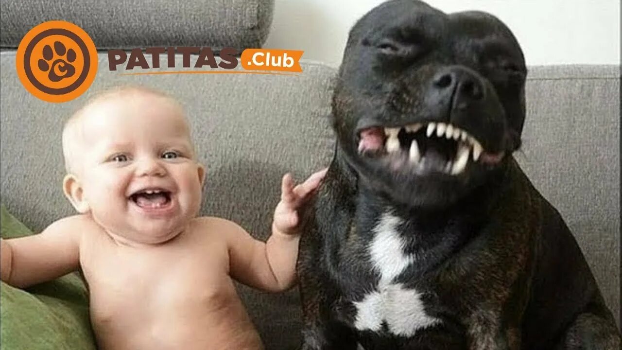 Картинки про животных до слез Mira La Reacción De Estas Mascotas Al Ver A Lindos Bebés Por Primera Vez - YouTu