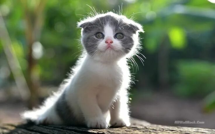 Картинки про животных до слез Ghim trên adorable kittens