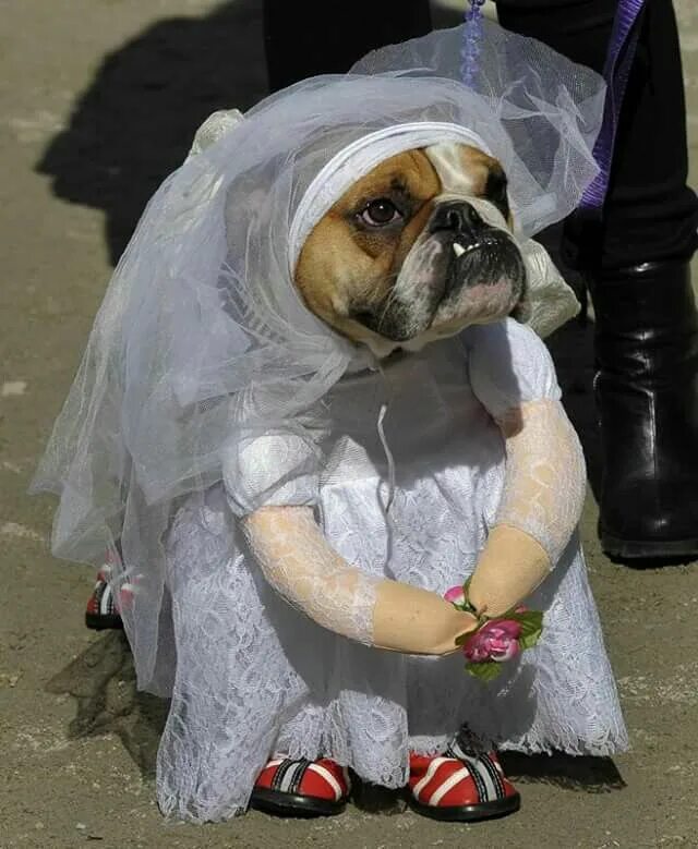 Картинки про животных до слез Épinglé sur Chats et chiens / Cats and dogs Photo drole animaux, Chien halloween