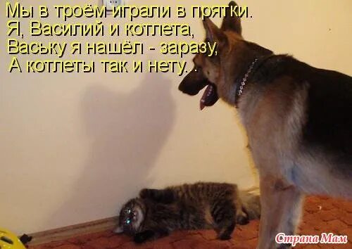 Картинки про животных до слез Фото: фотография в альбоме эти забавные животные - Страна Мам