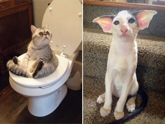 Картинки про животных до слез Unflattering Cat Pictures Funny cats, Funny animals, Cats