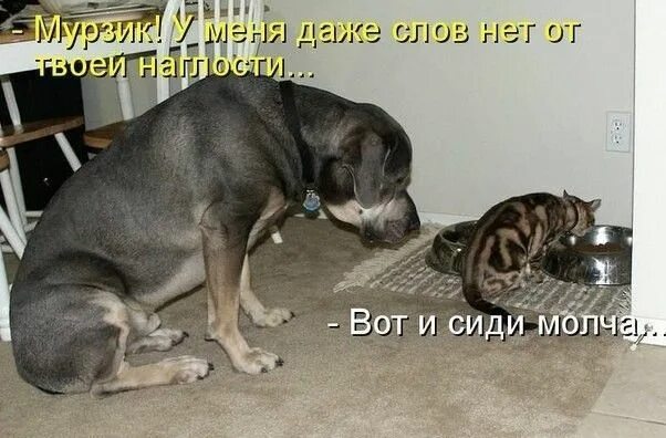 Картинки про животных до слез Смешные картинки кошек и собак (30 фото) * Прикольные картинки и юмор Шутки о ко