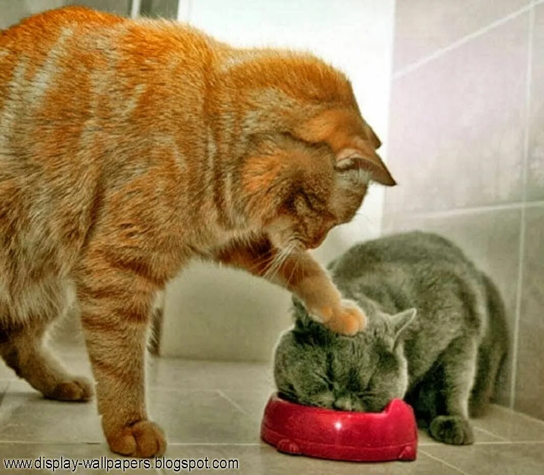 Картинки про животных до слез two funny cats Cute cats, Funny cute cats, Cats