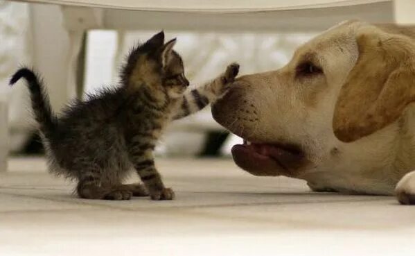 Картинки про животных до слез Не чихай! Cute animals, Puppies and kitties, Cute cats