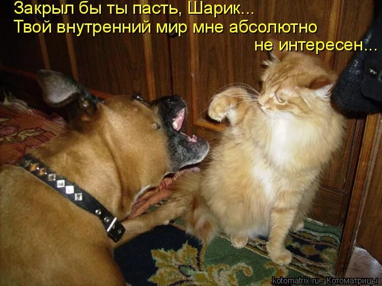 Картинки про животных до слез Смешные домашние животные - смотреть онлайн все 86 видео от Смешные домашние жив