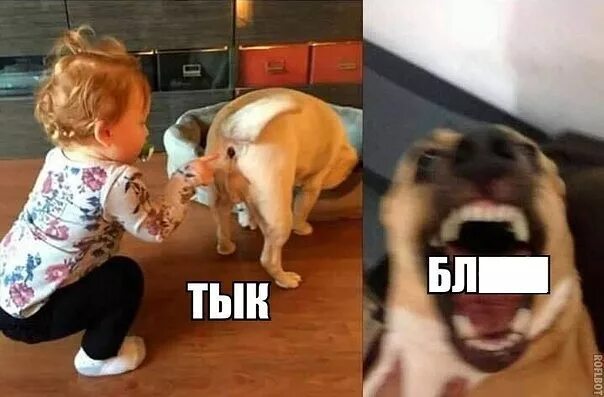 Картинки про животных до слез Re: Просто поржать - Страница 228 - Американские вэны