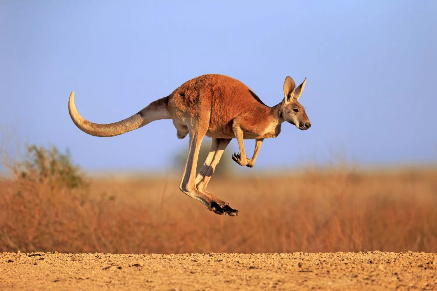 Картинки прыгающих животных Kangaroo: Habitat, Behavior, and Diet