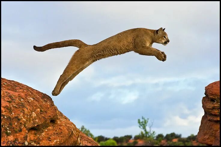 Картинки прыгающих животных Cougar's graceful swiftness shows us how to understand the natural flow of our e