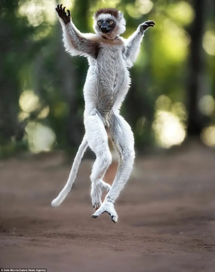 Картинки прыгающих животных Light-footed lemurs dance in the sands of Madagascar Dancing animals, Wildlife p