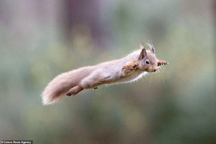 Картинки прыгающих животных Is it a bird? is it a plane? No it's a red squirrel! Squirrel, Squirrel species,