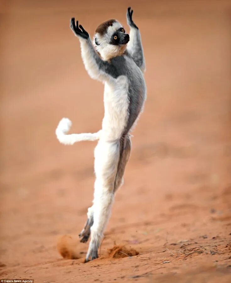 Картинки прыгающих животных Light-footed lemurs dance in the sands of Madagascar Unusual animals, Weird anim