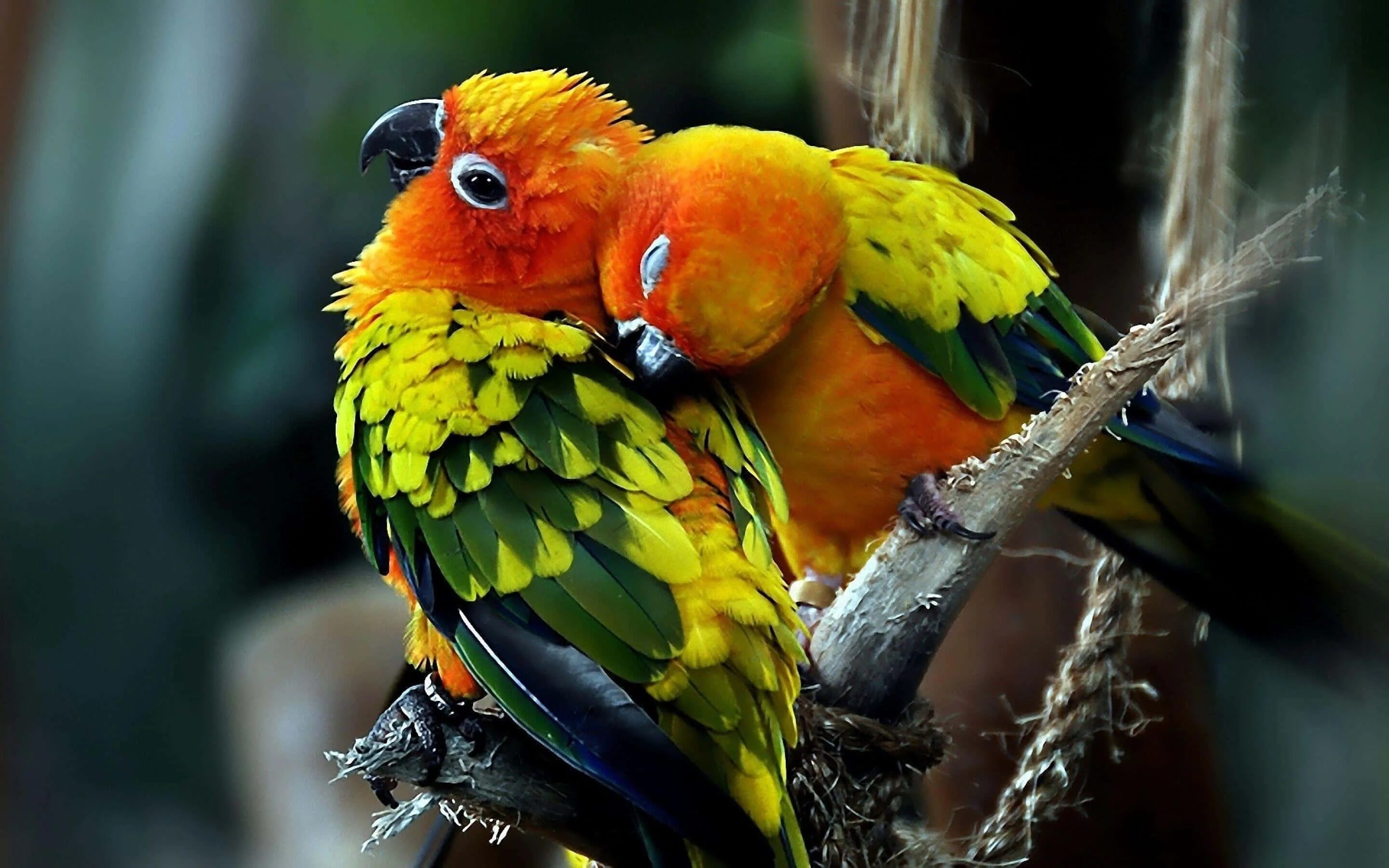 Картинки птиц животных бесплатных 100+ Lovebirds Pictures Wallpapers.com