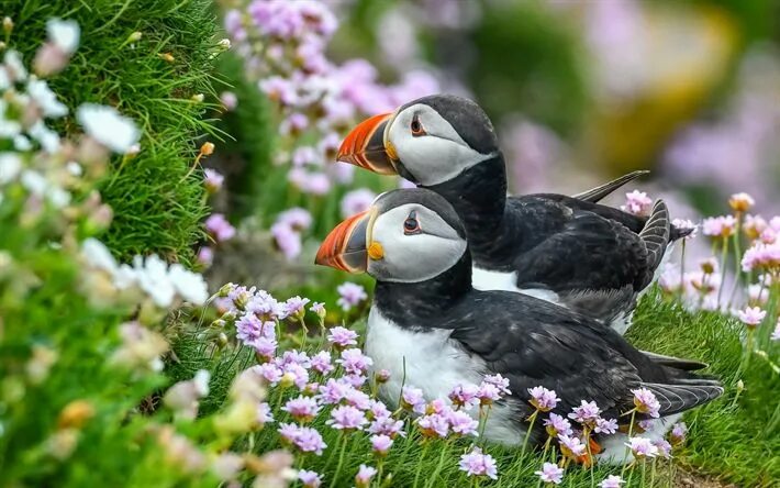 Картинки птиц животных бесплатных Download wallpapers puffins, flowers, wildlife, Fratercula arctica, cute birds, 