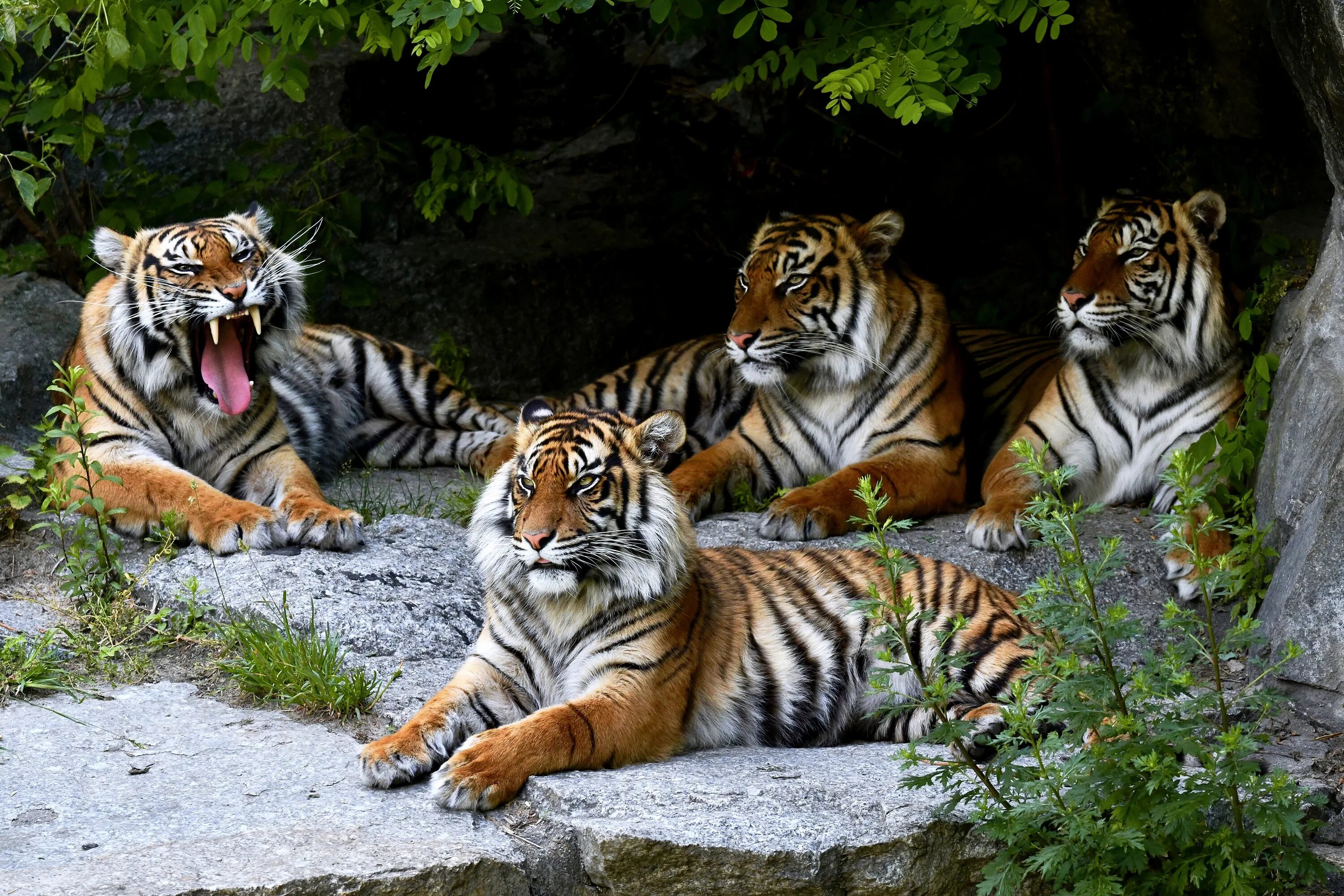 Картинки рабочий животные Mobile wallpaper: Cats, Tiger, Animal, 494249 download the picture for free.