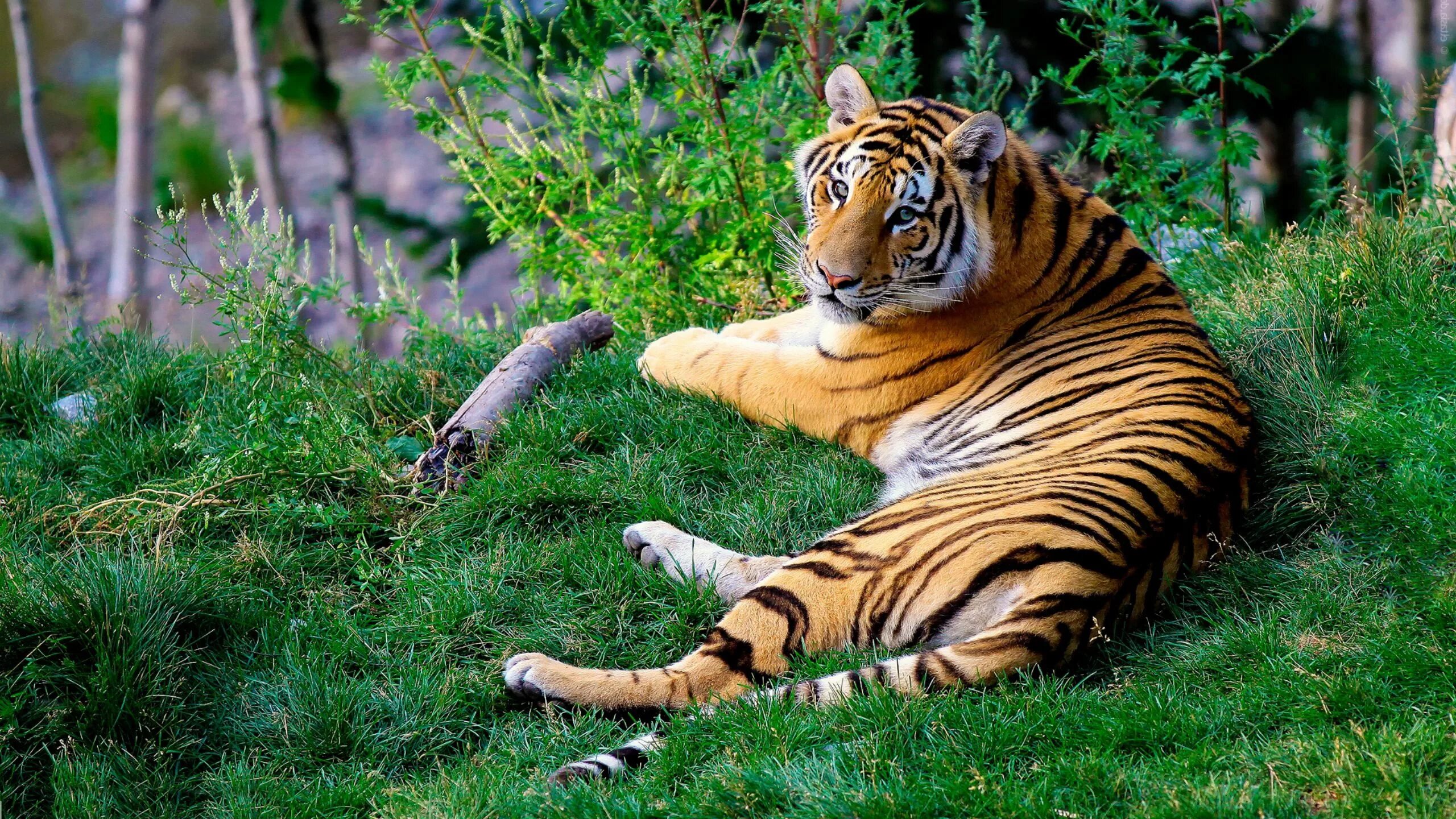 Картинки рабочий животные 2560 x 1440 wallpaper - Pesquisa Google Tiger pictures, Myrtle beach attractions