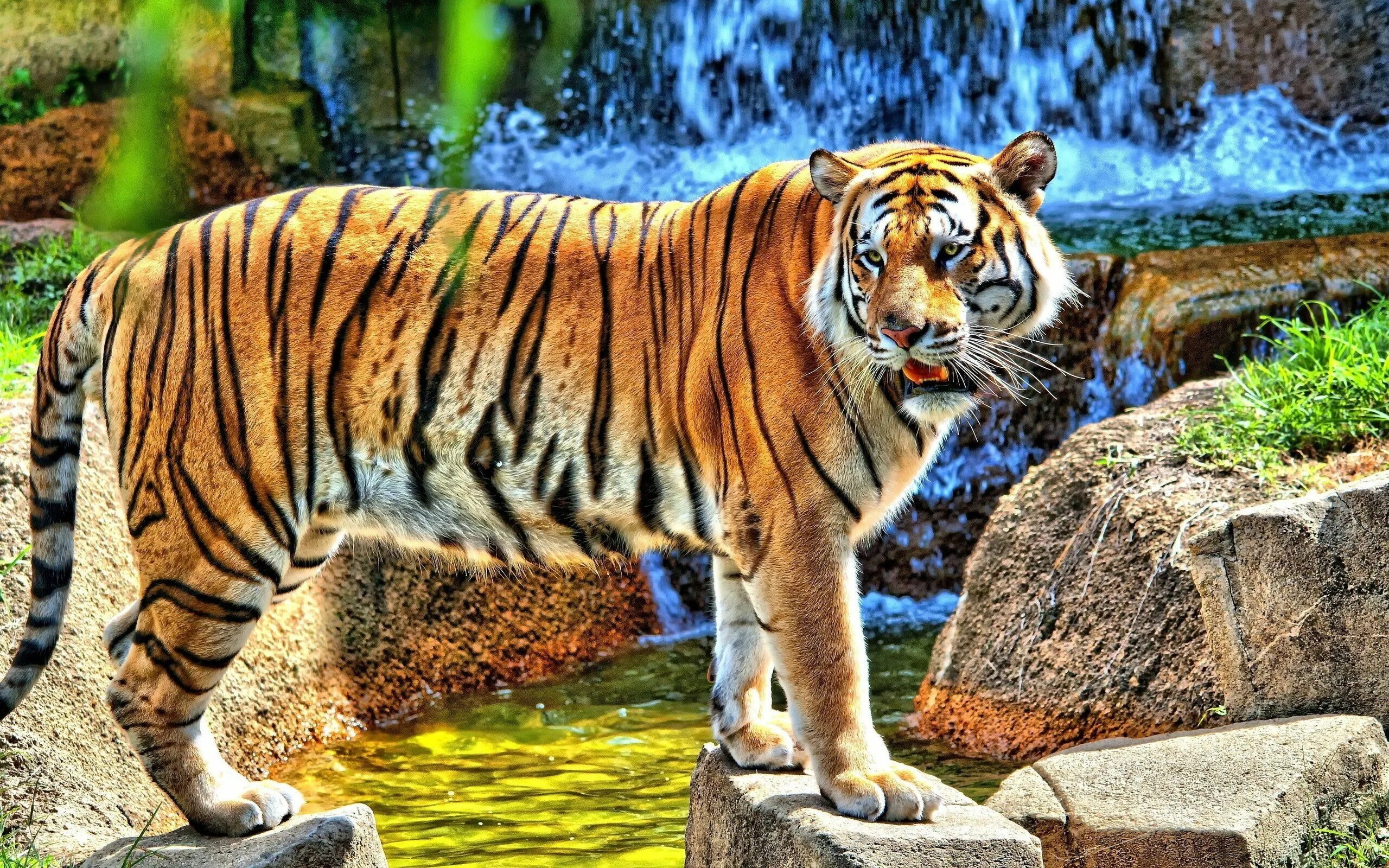 Картинки рабочий животные Tiger HD wallpaper Tiger pictures, Tiger wallpaper iphone, Tiger wallpaper
