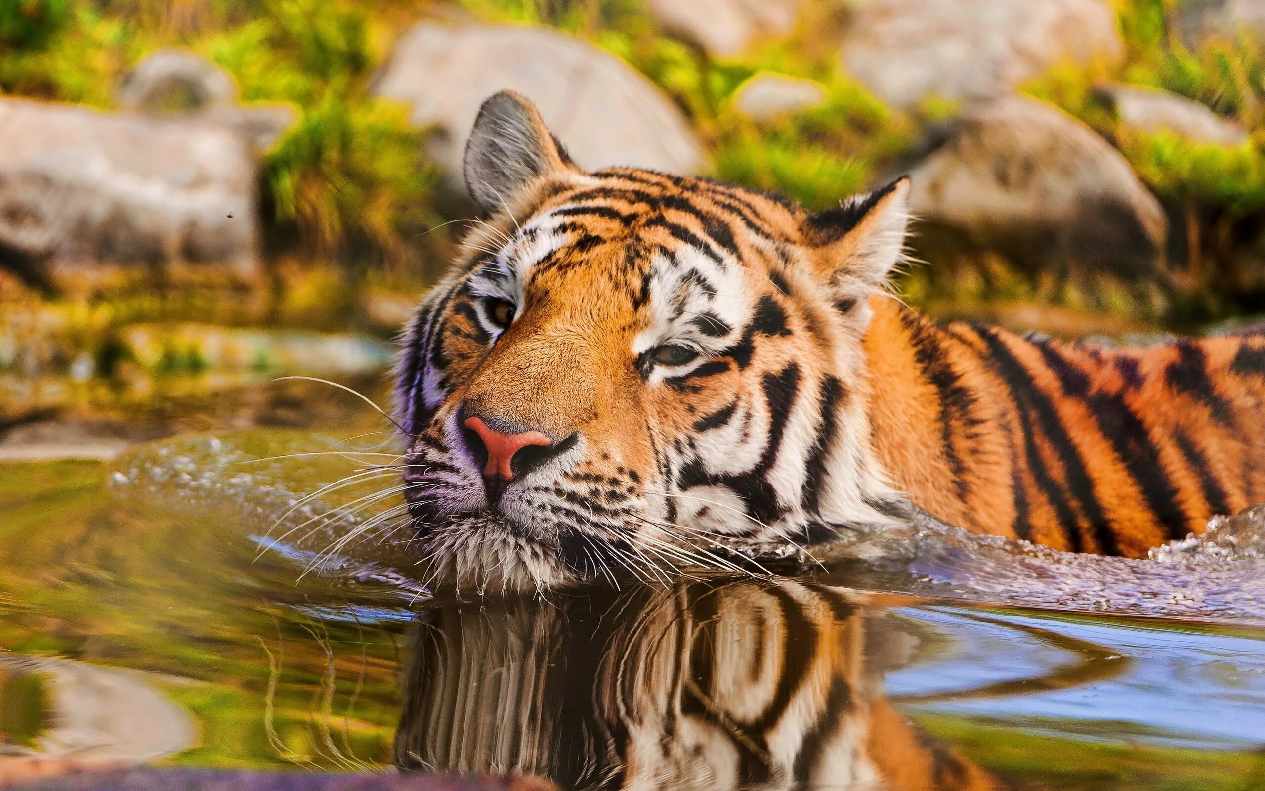 Картинки рабочий животные Tiger Wallpaper ID:359002 - Wallapper Abyss Tiger pictures, Tiger in water, Tige