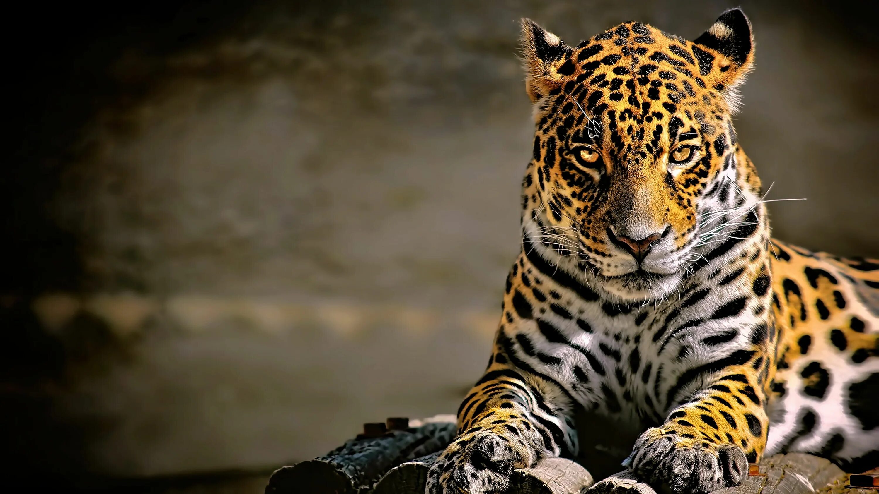 Картинки рабочий животные leopard (animal) big cats #leopard #jaguars #animals #4K #wallpaper #hdwallpaper