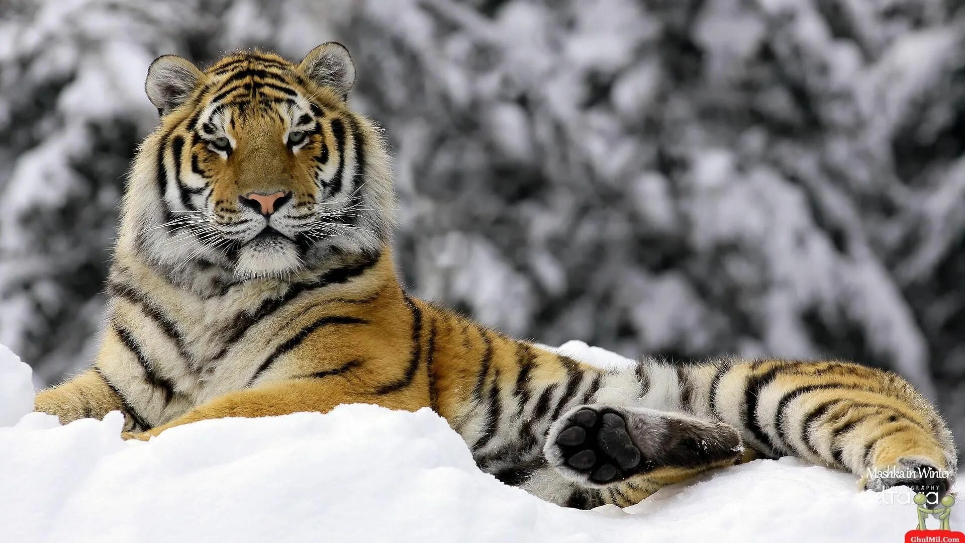 Картинки рабочий животные Regal! Siberian tiger, Tiger wallpaper, Tiger pictures