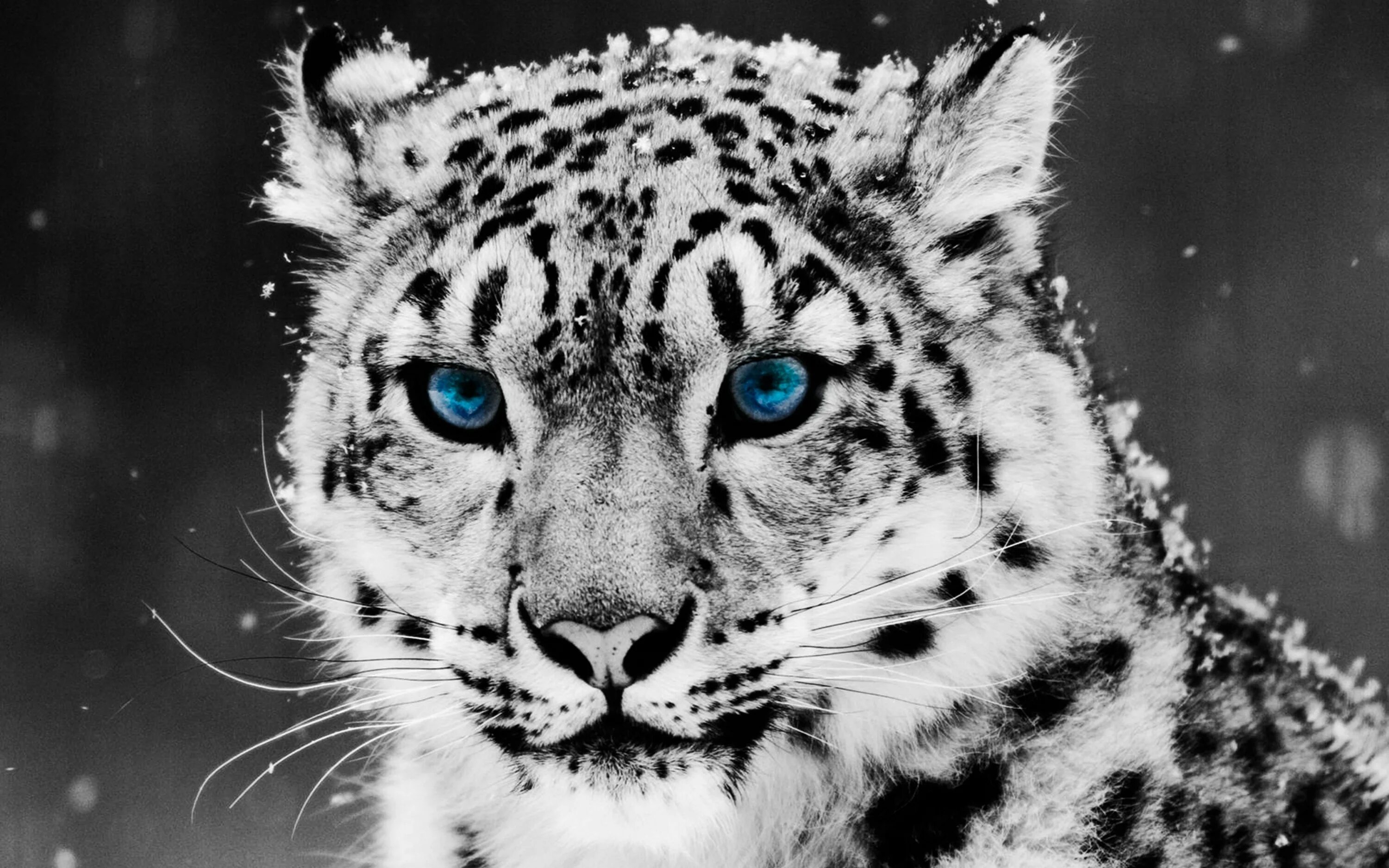 Картинки рабочий животные Ultra HD 4K Snow leopard Wallpapers HD, Desktop Backgrounds 3840x2400 Downloads 