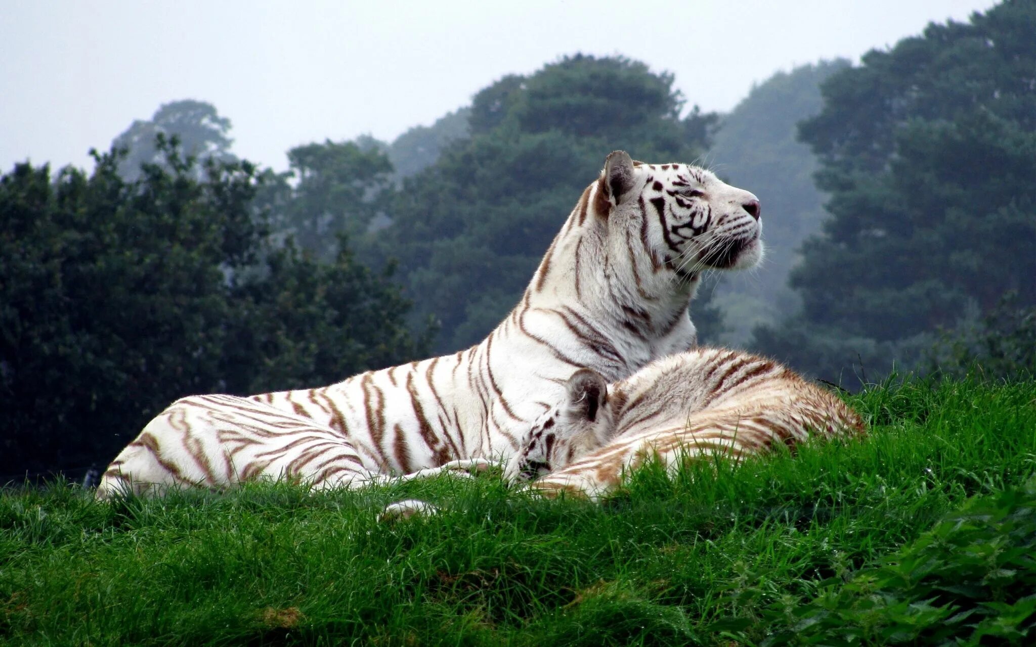 Картинки рабочий животные tiger wallpaper widescreen retina imac Pet tiger, White tiger, Tiger images