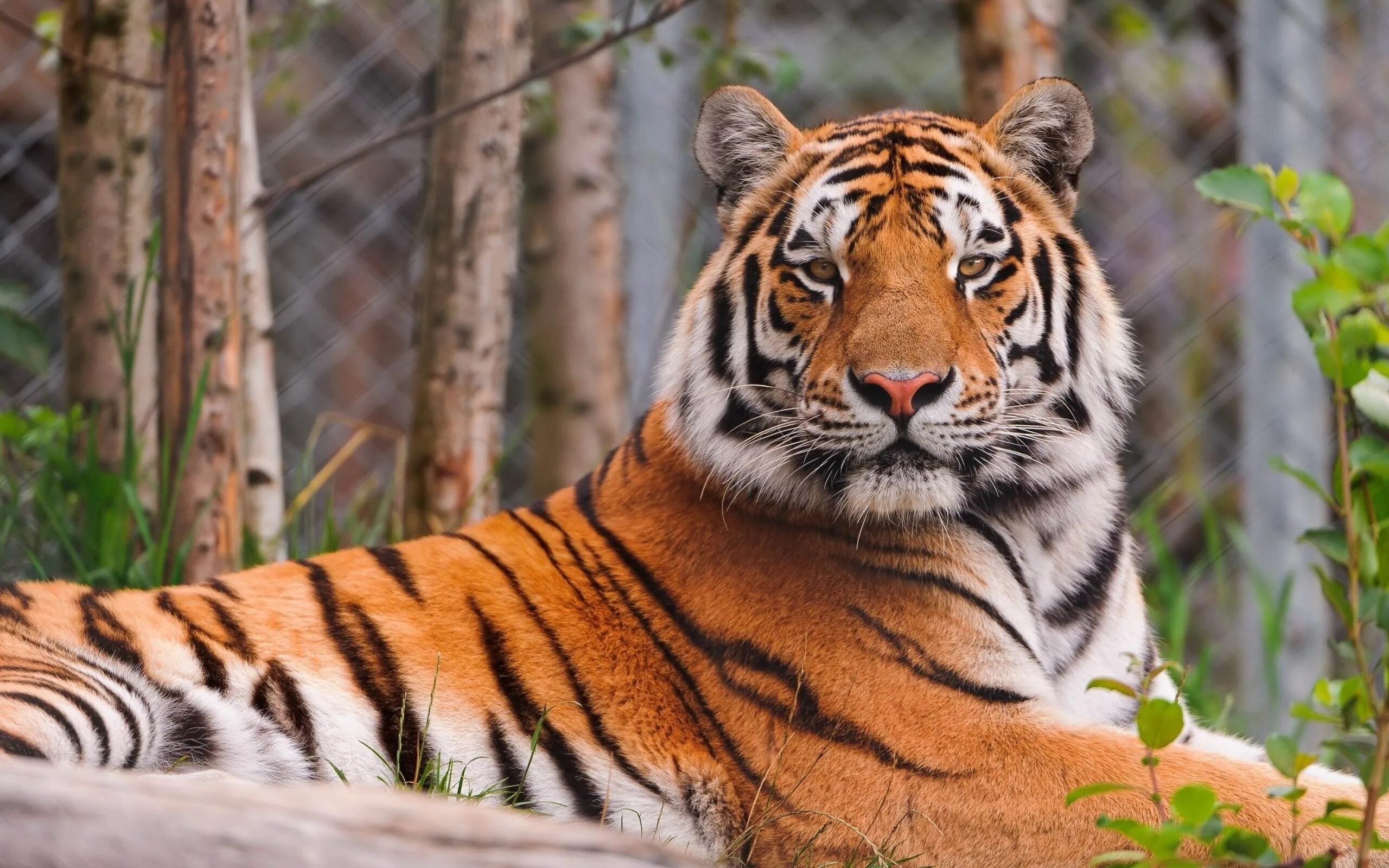 Картинки рабочий животные Wallpaper : tiger, lying, big cat, predator 2560x1600 - goodfon - 1030321 - HD W