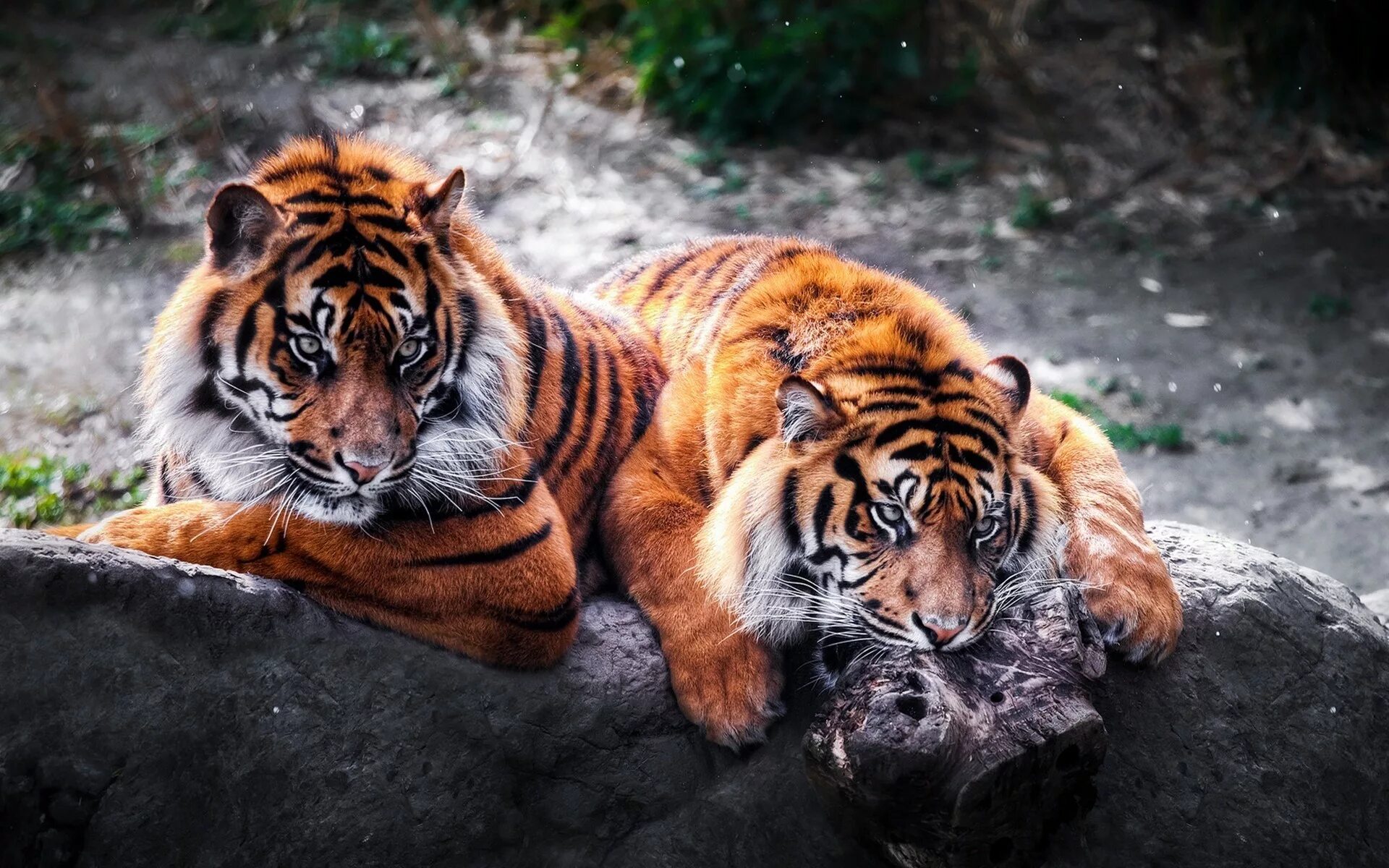 Картинки рабочий животные Wallpaper : animals, tiger, wildlife, big cats, Zoo, fauna, cat like mammal, out